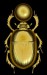 scarabeus.jpg
